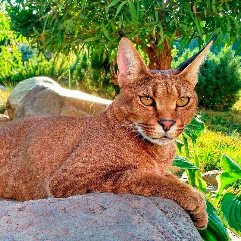 Породы кошек с большими ушами (37 фото): как называется порода кота с вытянутой мордой? описание кошек с большим носом, длинными лапами и большими ушами