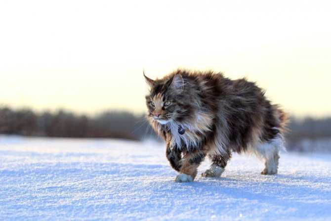 При какой температуре кошки могут выжить на улице, мерзнут ли они зимой?