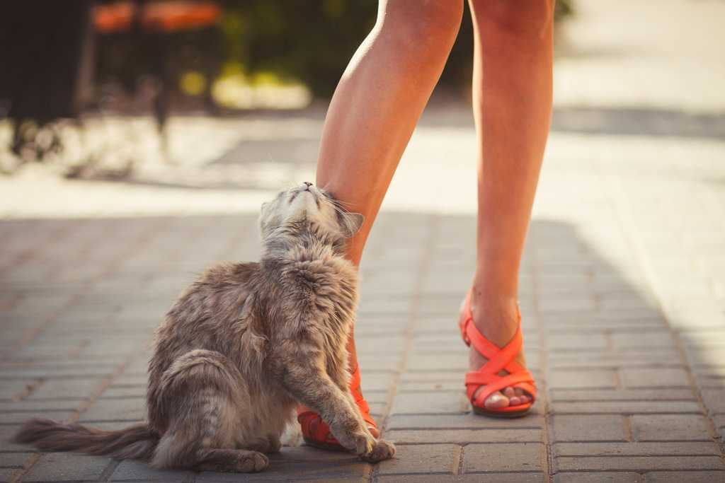 Трение кошек о ноги человека и мурлыканье могут многое рассказать об их состоянии : мозаика на портале newsland