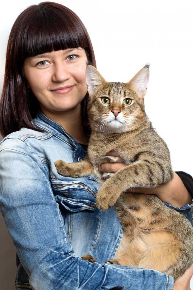 Шаузи кошка : содержание дома, фото, купить, видео, цена