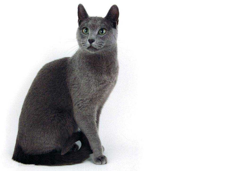 Русская голубая кошка: описание породы