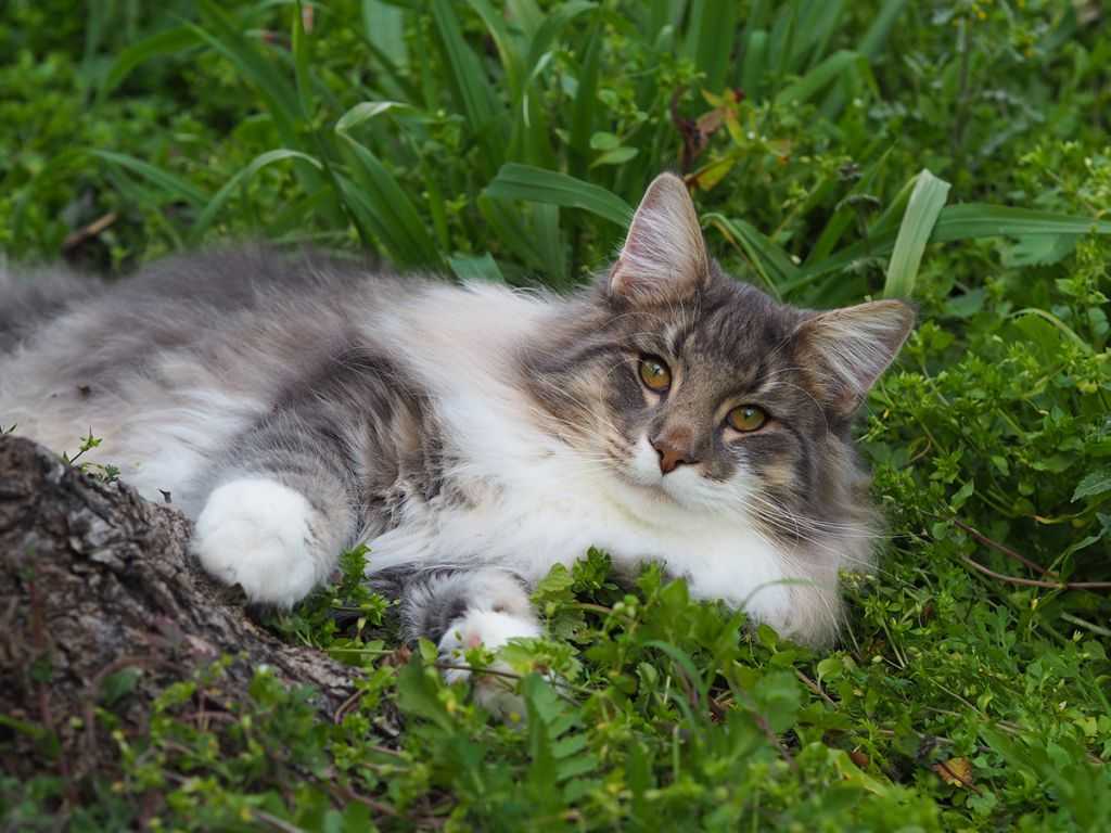 Норвежская лесная кошка: описание породы с фото и видео