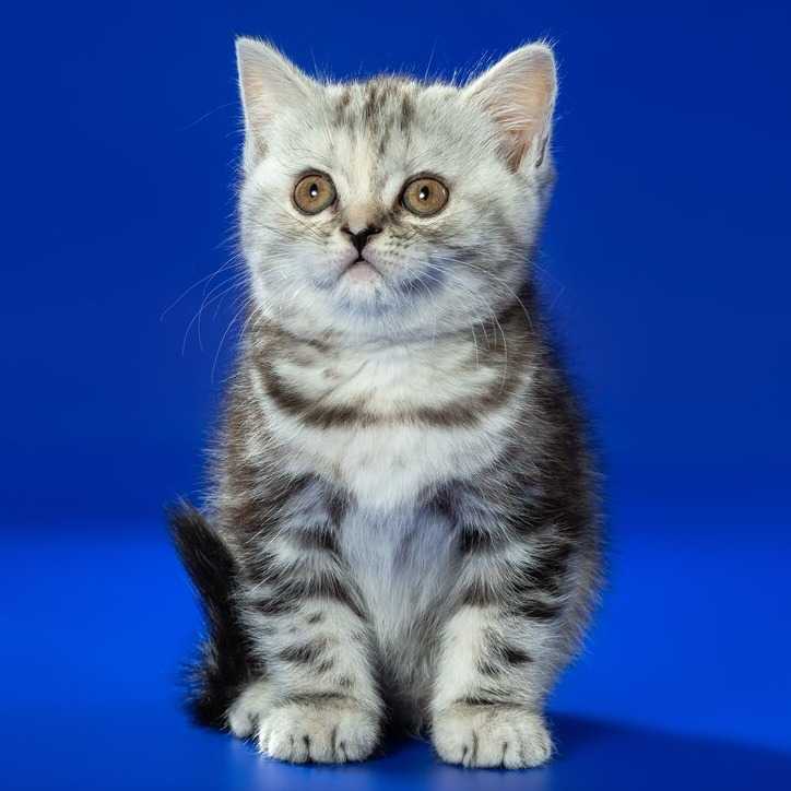 Виды шотландских кошек: фолд и страйт — в чем разница? - питомник шотландских кошек