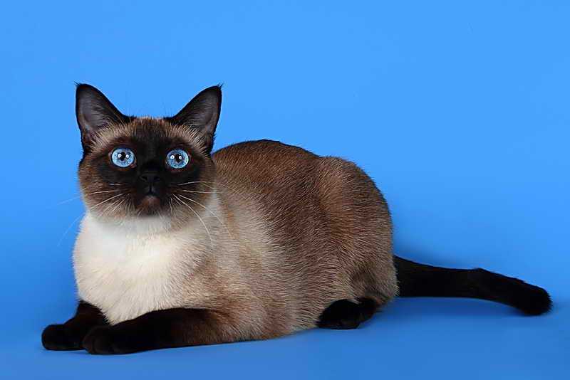 Тайская кошка (59 фото): описание характера котов тайской породы. выбор корма для котят. сколько живут пушистые кошки? отзывы владельцев