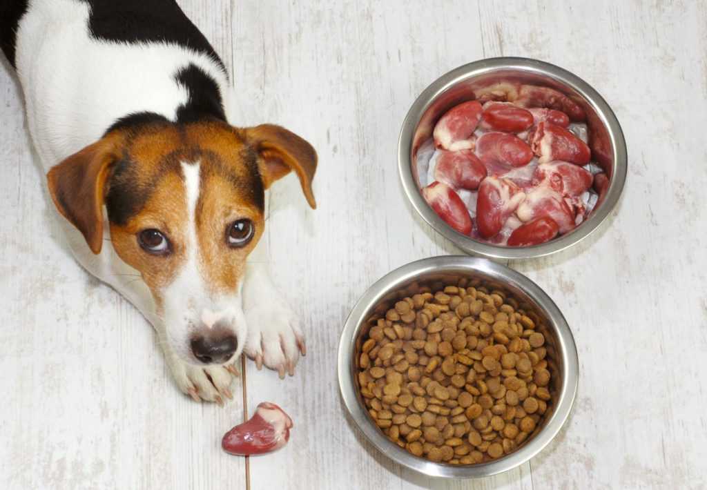 Как правильно кормить стерилизованную собаку? какой корм выбрать для стерилизованной собаки? сколько стоит стерилизация собаки в краснодаре? чем кормить собаку после стерилизации. корм для кастрирован