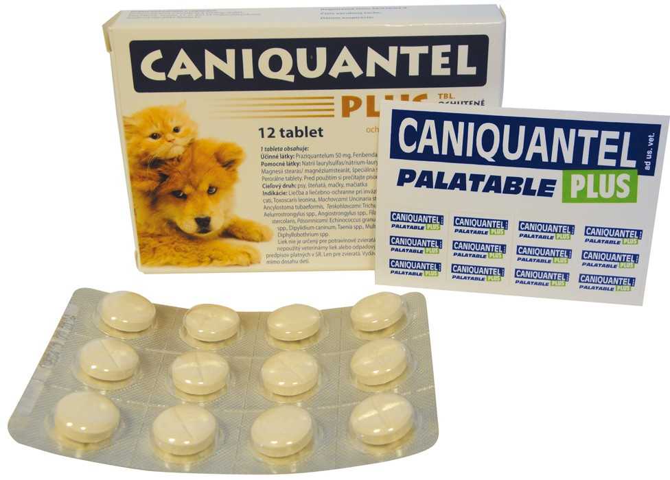 Каниквантел для собак: дозировка, инструкция, против паразитов