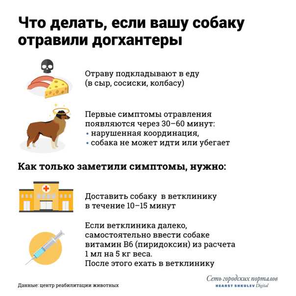 Отравление собак крысиным ядом - симптомы и лечение отравления в москве. ветеринарная клиника "зоостатус"