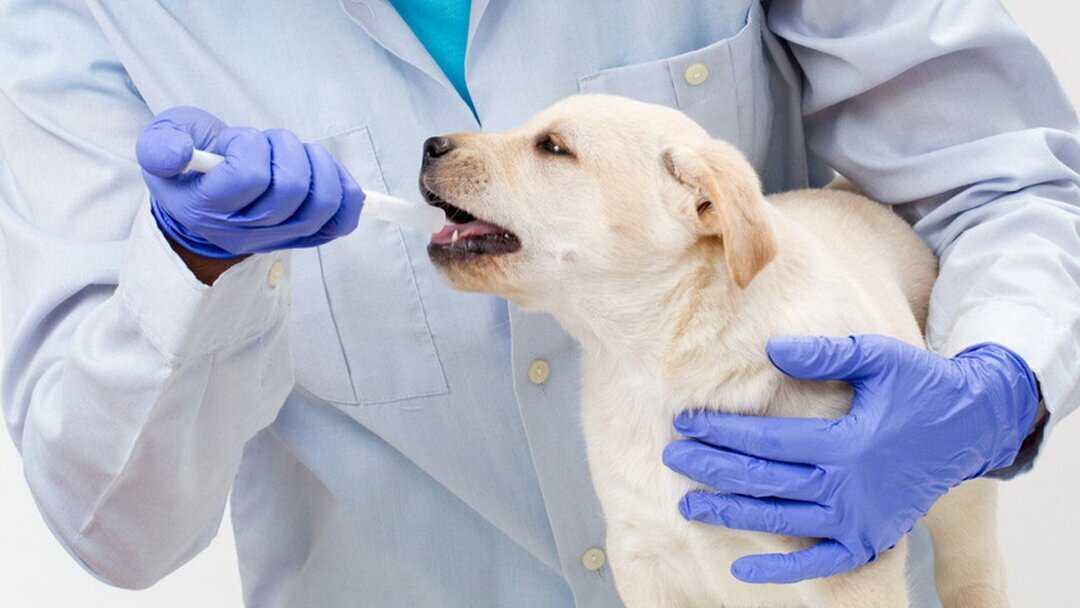 Как правильно глистогонить собаку перед прививкой