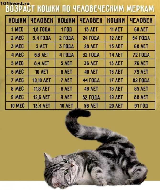 Сколько лет живут кошки в домашних условиях?