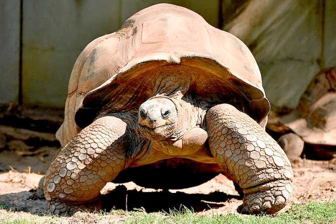 Болотная черепаха. описание, особенности, виды, образ жизни и среда обитания пресмыкающегося | живность.ру