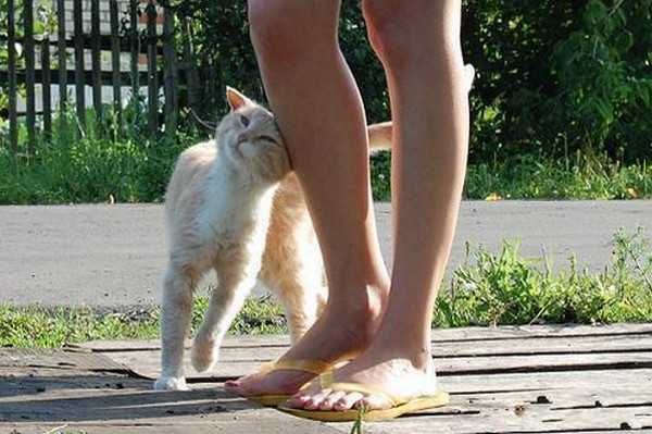 Почему кошки трутся об ноги человека - причины и последствия