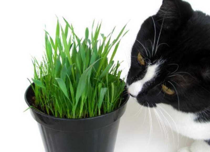 Зачем кошки едят траву и как е вырастить - oozoo.ru