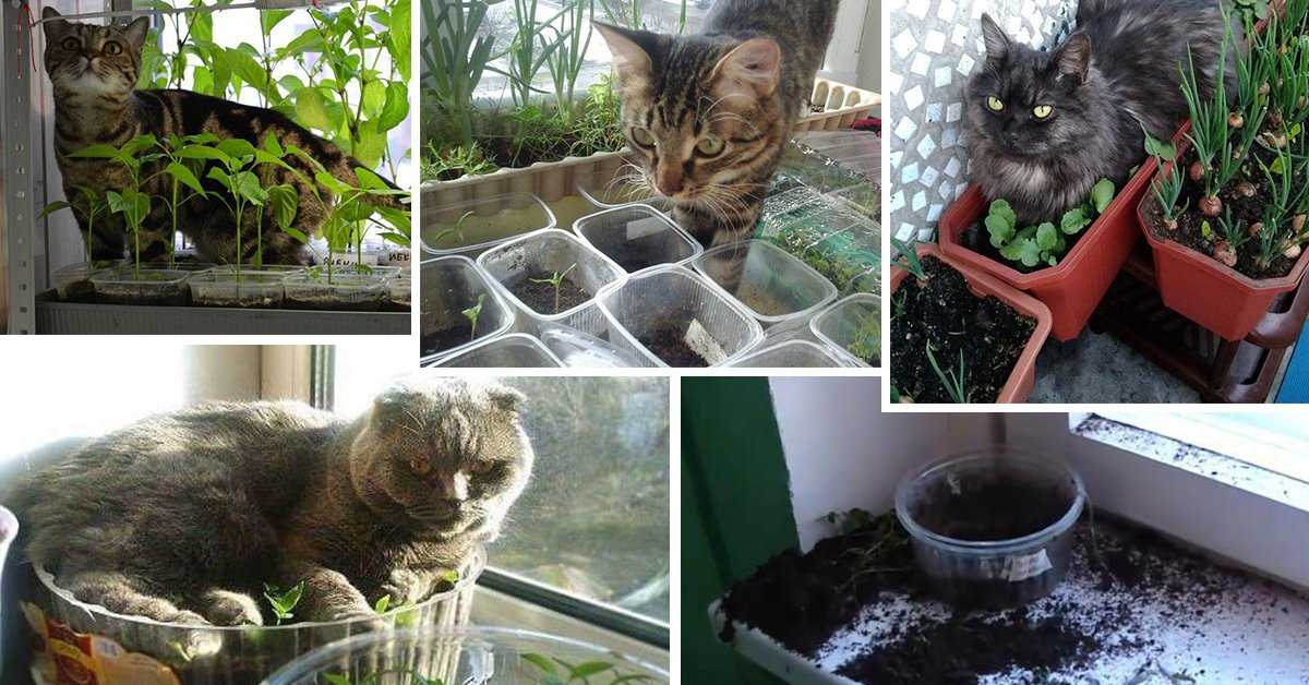 Вредные растения для котов и кошек: последствия, первая помощь, безопасные цветы