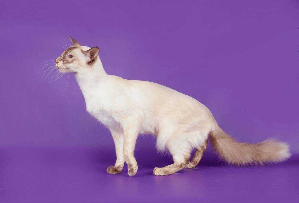 Яванез или яванская кошка характеристика породы, фото, характер, правила ухода и содержания - petstory