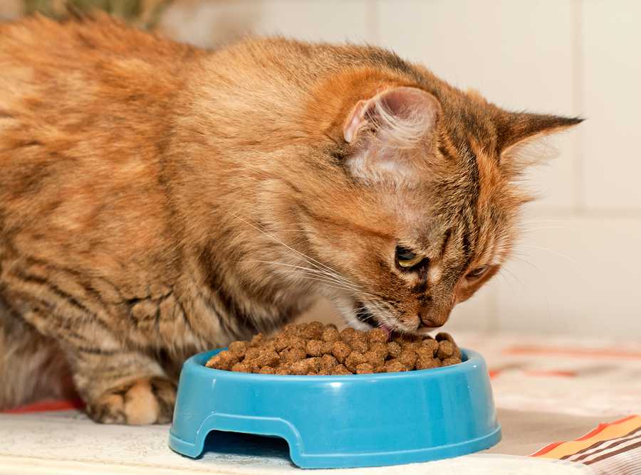 Как приучить котенка к сухому корму: полезные советы начинающим