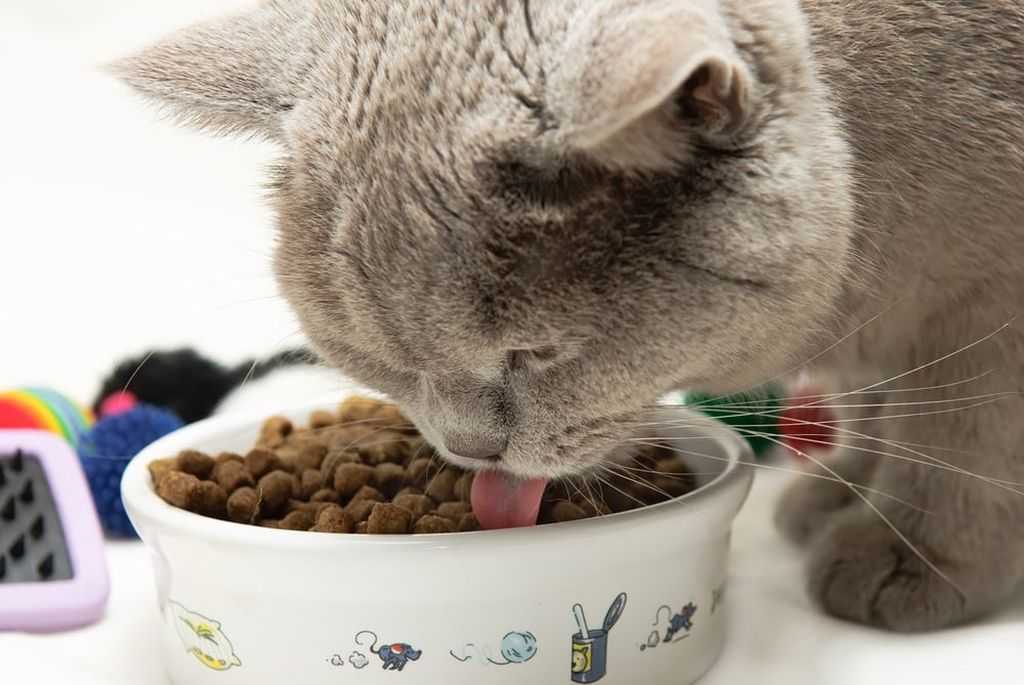 Состав сухого корма для кошек: разбираем нюансы