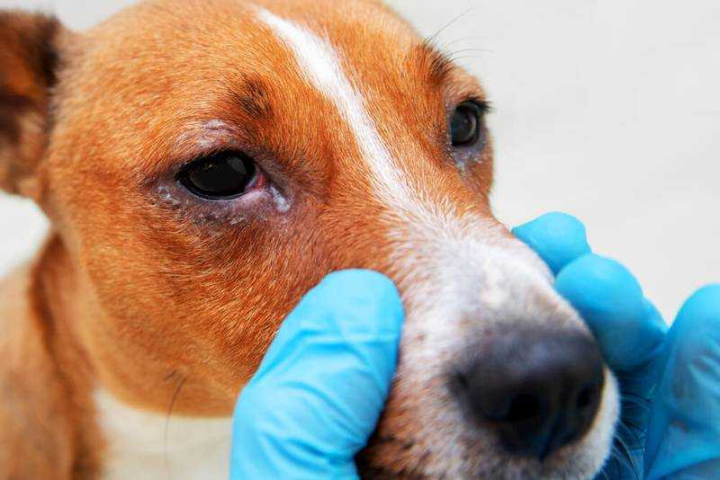 Диагностика слезотечения у животных в клиниках беларуси