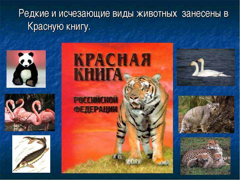10 редчайших животных из красной книги россии