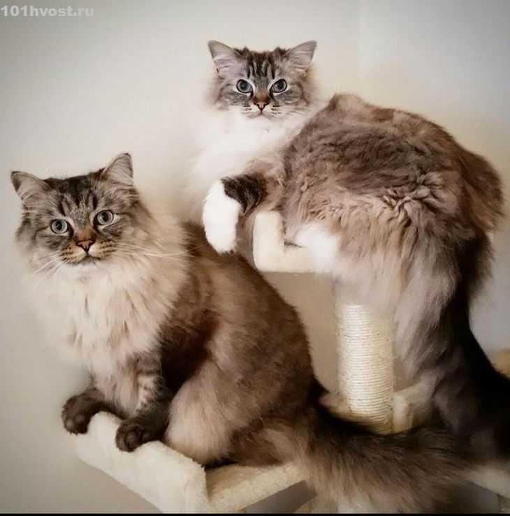 Рагамаффин порода кошек: описание, характер, фото, цена рагамаффин котенка
