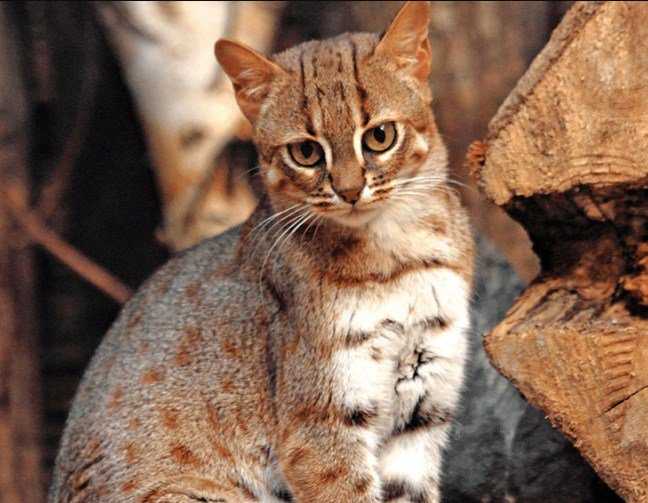 Леопардовая кошка: порода, цена, окрас | кот, похожий на леопарда