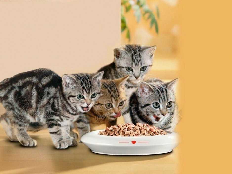 Как приучить котенка к сухому корму: после влажного, натуралки, 3 способа перевода