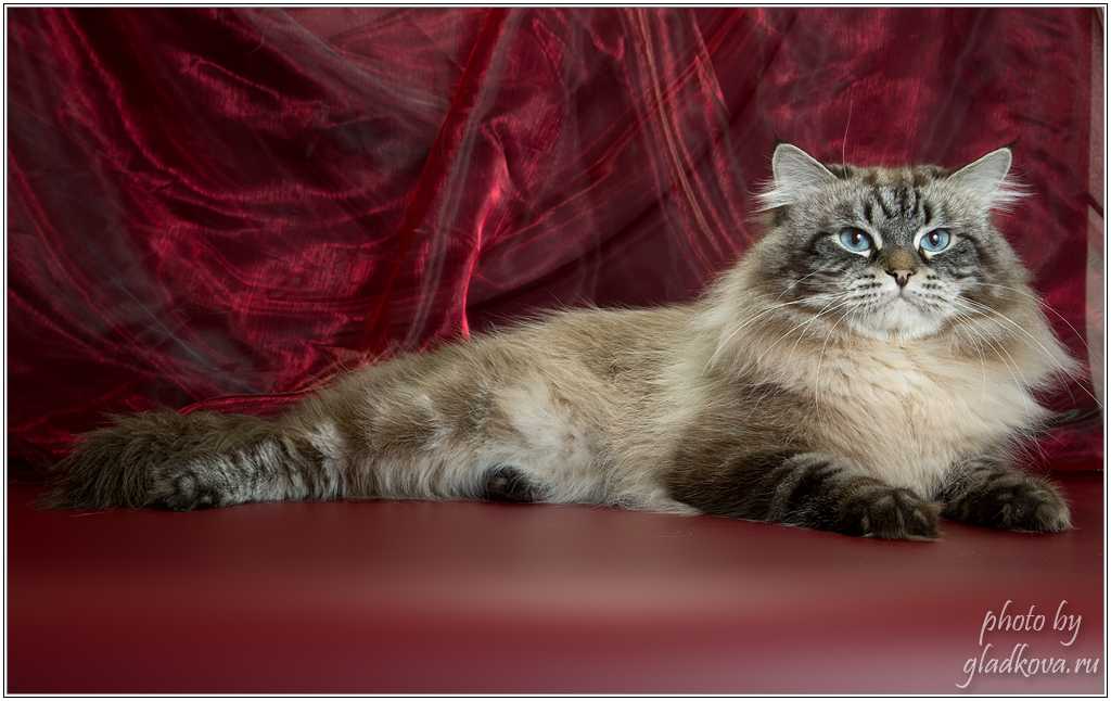 Сибирская кошка: описание породы, фото окрасов и питомники